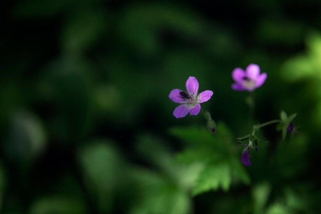 Kleine paarse bloemen in het bos. Detailopname. Selectieve aandacht.