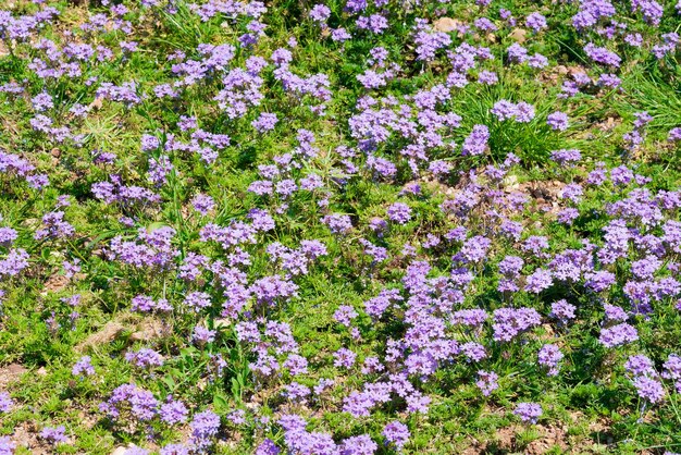 Kleine paarse bloemen in het gras Textuur