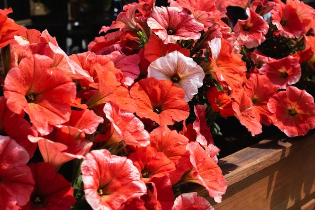 Kleine paarse bloemen tussen groene bladeren op houten bloembed