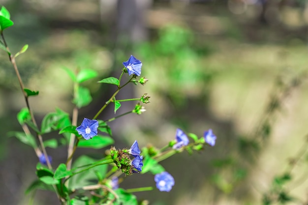 Kleine paarse bloemen