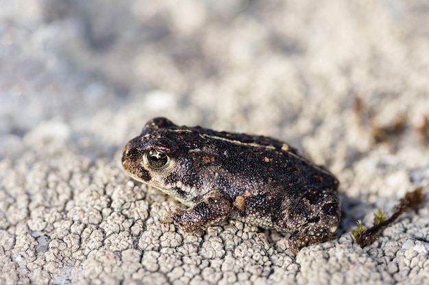 Kleine pad in zijn natuurlijke omgeving