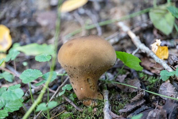 Kleine paddenstoel in herfstgebladerte in het park