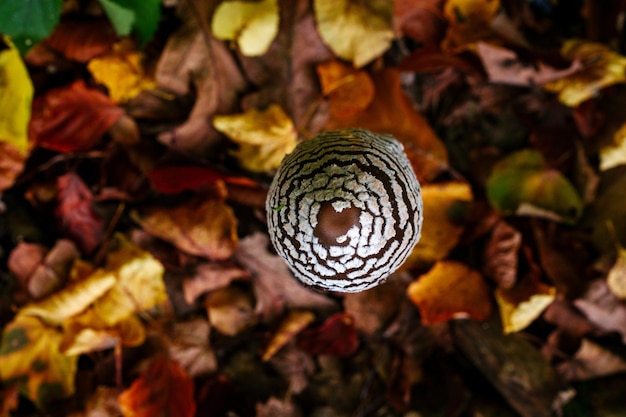 Kleine paddenstoel op de achtergrond van gevallen bladeren in het herfstbos