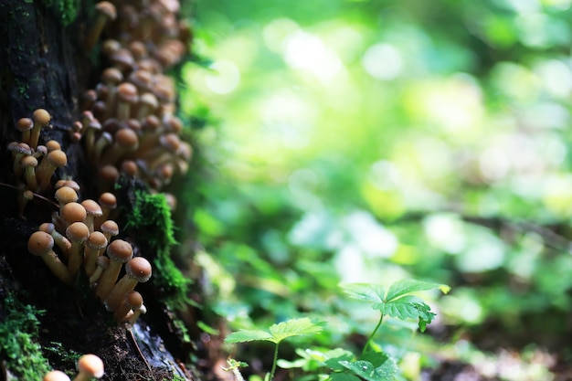 Kleine paddenstoelen macro / natuurbos, sterke toename van giftige paddenstoelenschimmel
