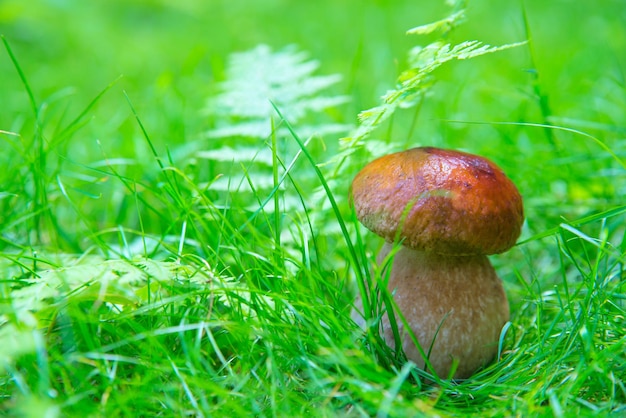 Kleine paddestoel in de wei