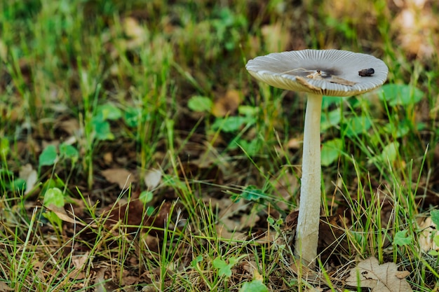 Kleine paddestoel in het gras