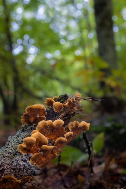 Kleine paddestoelen groeien op de vloer van een dennenbos.