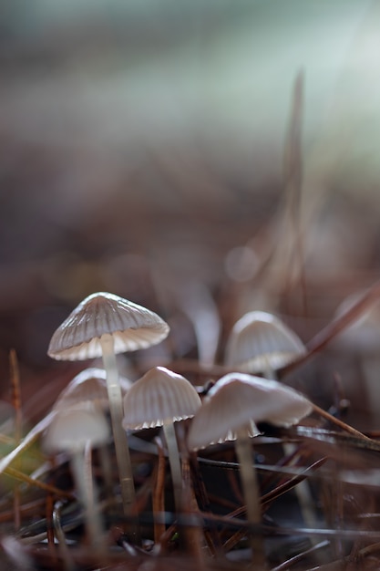 Kleine paddestoelen in het dennenbos.