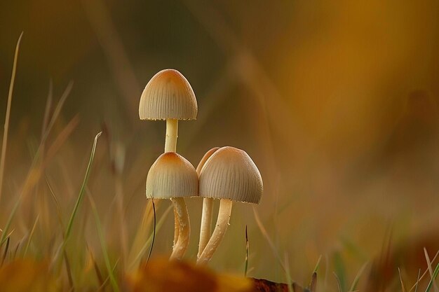 Kleine paddestoelen peek uit in een bos een natuurwonder