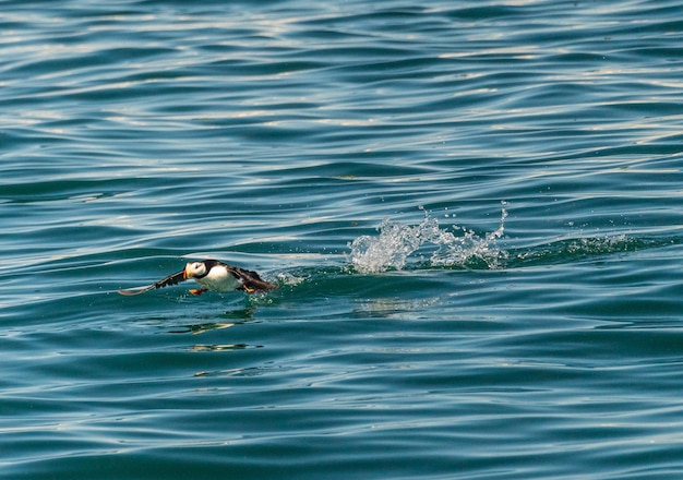 Kleine papegaaiduiker die opstijgt vanaf Resurrection Bay bij Seward