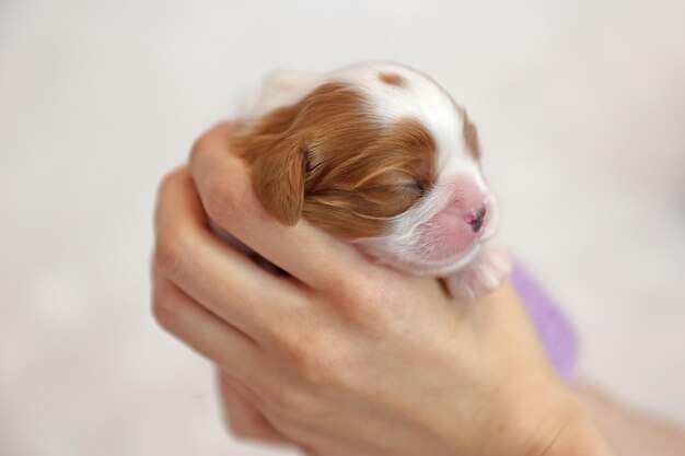 Kleine pasgeboren honden pup op een witte achtergrond, soft focus