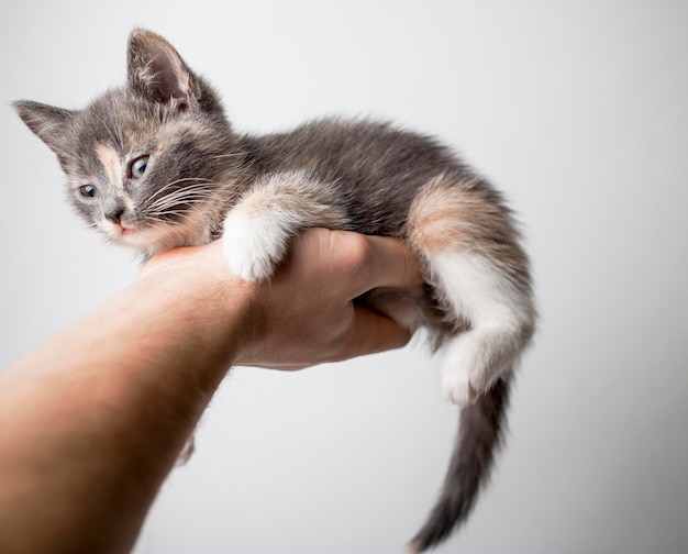 Kleine peinzende kitten ligt op een mensenhand Close-up