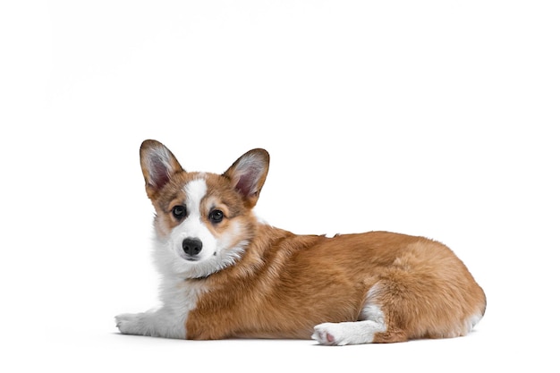 Kleine Pembroke Welsh Corgi puppy ligt en kijkt naar de camera zijweergave geïsoleerd op witte achtergrond Gelukkige kleine hond Concept van zorg dierenleven gezondheid show hondenras