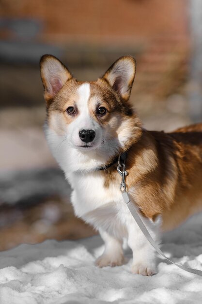 Kleine Pembroke Welsh Corgi puppy loopt in de sneeuw op een zonnige winterdag kijkt naar de camera Gelukkige kleine hond Concept van zorg dierleven gezondheid show hond ras