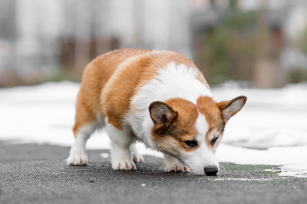 Foto kleine pembroke welsh corgi puppy loopt in de sneeuw ruikt de sneeuwen gelukkige kleine hond concept van zorg dierenleven gezondheid show hond ras