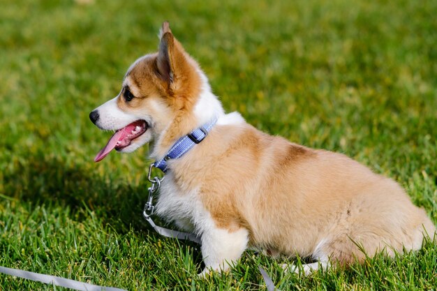 Kleine Pembroke Welsh Corgi puppy op het groene gras op een zonnige dag Zijkantzicht Vreugdevolle ondeugende hond Zorgconcept dierenleven gezondheid tentoonstellingen hondenrassen