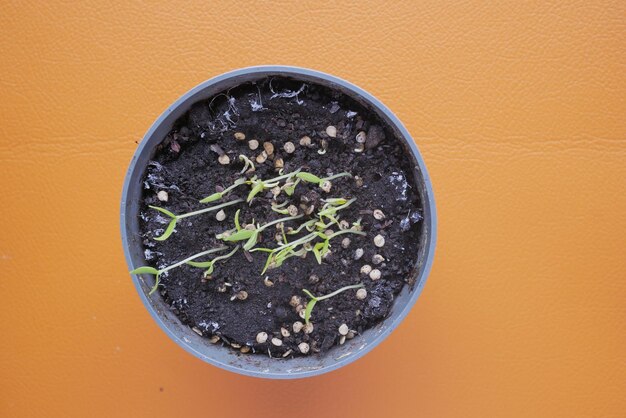 Kleine peperzaadjes in een pot met aarde zetten