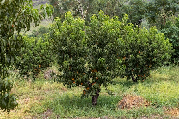 Kleine perzikfruitboom met veel perziken