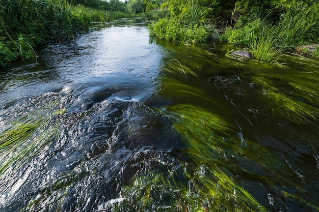 Foto kleine pittoreske rushy vijver op rivier zonnige zomerdag op ros rivier boguslav oekraïne