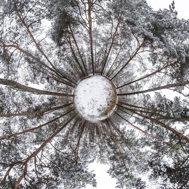 Kleine planeettransformatie van bolvormig panorama 360 graden Bolvormige abstracte luchtfoto in winterpijnboombos Kromming van de ruimte