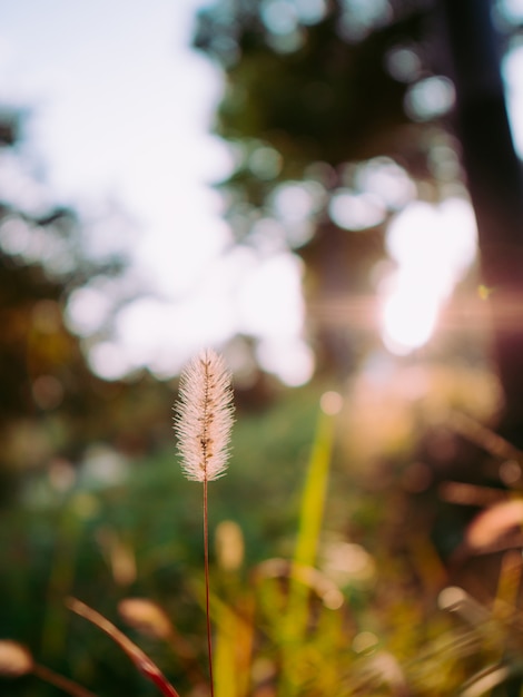 Foto kleine plant in de herfst met vage achtergrond