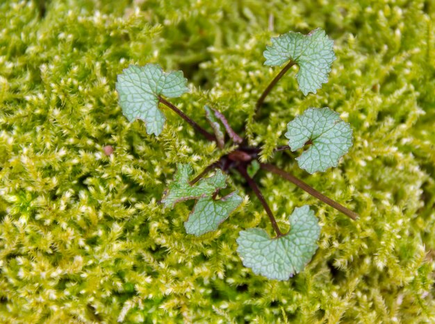 kleine plant in een mosrijke omgeving