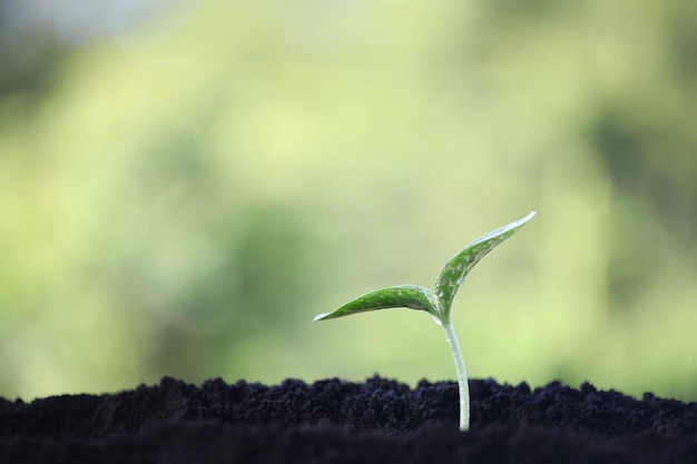 Kleine plant pompoen opgroeien