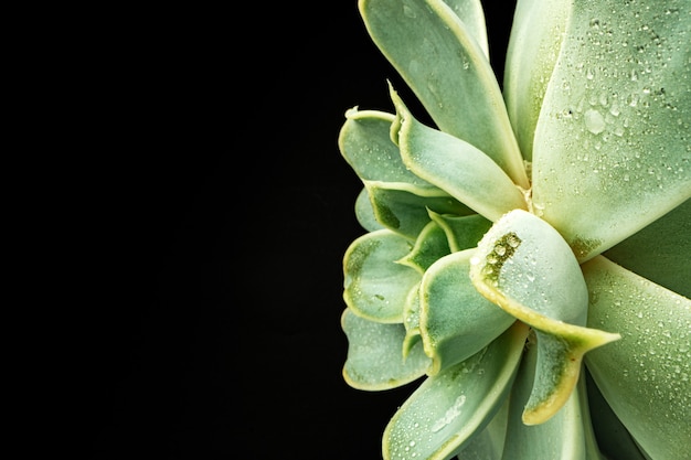 Kleine plant succulent op zwart, macro foto