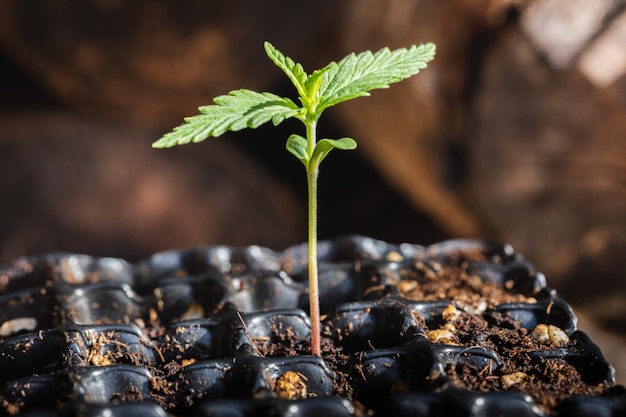 Kleine plant van cannabiszaailingen in het stadium van vegetatie geplant in de grond in de zon Marihuana voor medische doeleindenx9