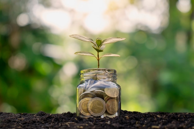 Kleine planten die flessengeld laten groeien, munten op aarde, ideeën voor bedrijfs- en investeringsgroei.