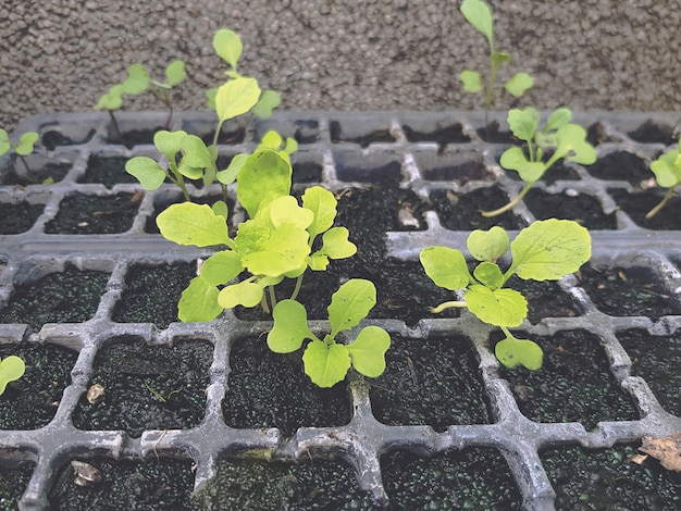 Kleine planten in plastic bak