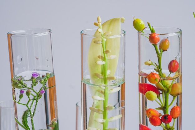 Kleine planten in reageerbuis voor onderzoek naar biotechnologische geneeskunde.