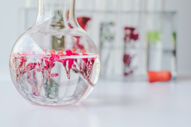 Kleine planten in reageerbuis voor onderzoek naar biotechnologische geneeskunde.