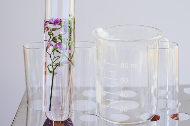 Foto kleine planten in reageerbuis voor onderzoek naar biotechnologische geneeskunde.