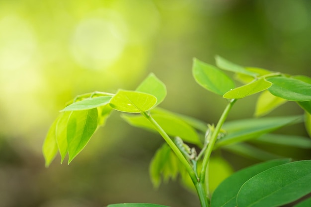 Kleine plantjes in de middagzon