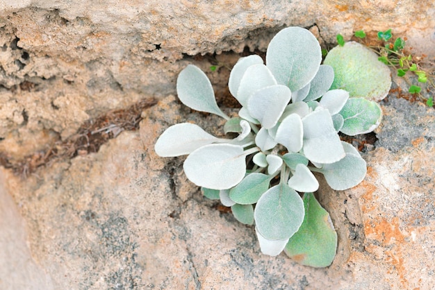 Kleine plantjes met zilveren blaadjes op de steen