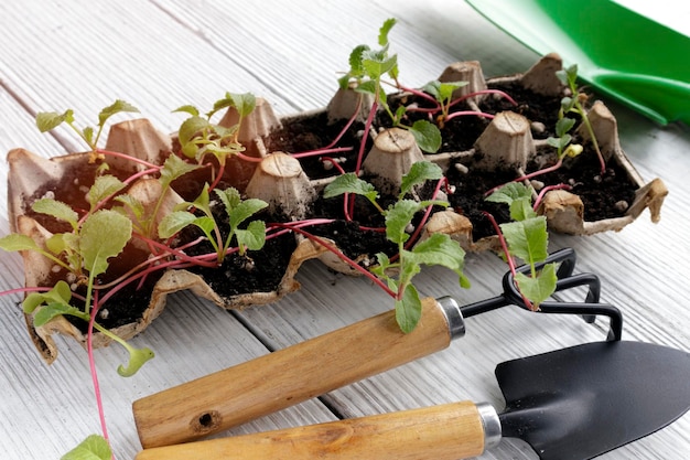 Kleine platjes die in eierdozen in zwarte aarde groeien, breken het biologisch afbreekbare papieren bekertje af en planten ze in aarde