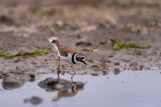 Kleine plevier in het wild. charadrius dubius.