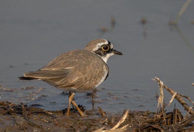 Kleine Plevier op zoek naar voedsel in het water