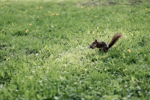 Kleine pluizige eekhoorn op het gras