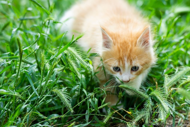 Kleine pluizige kat in de natuur.