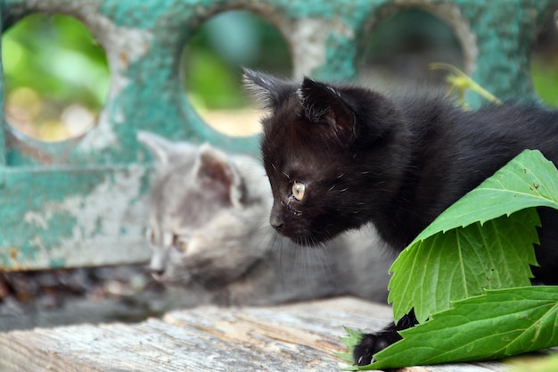 kleine pluizige kittens spelen in de tuin