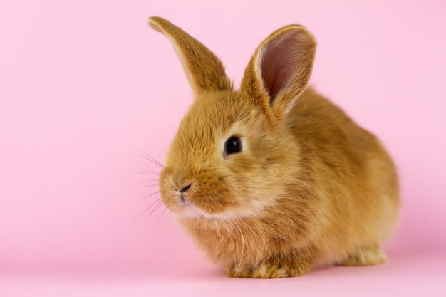 Kleine pluizige konijn op roze pastel muur