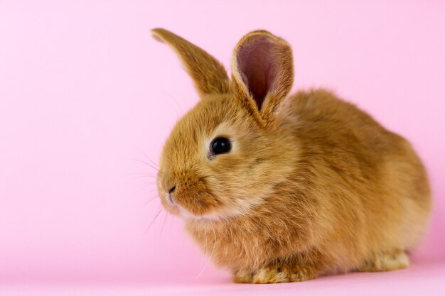 Kleine pluizige konijn op roze pastel muur