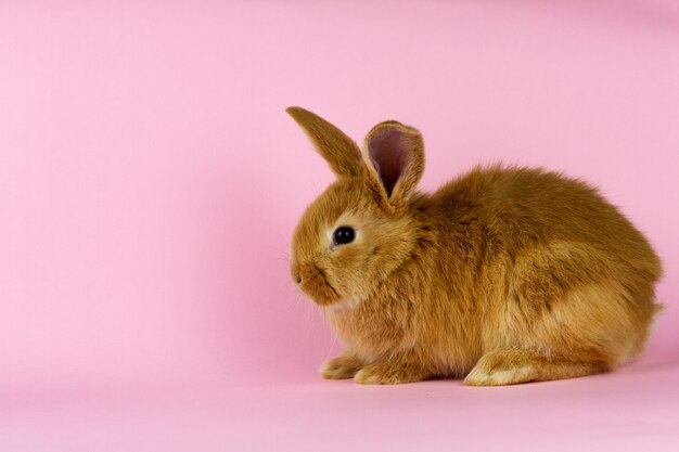 Kleine pluizige konijn op roze pastel