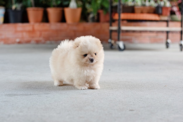 Foto kleine pluizige lichtbruine pommeren puppy hondje staande op betonnen vloer in zachte focus achtergrond