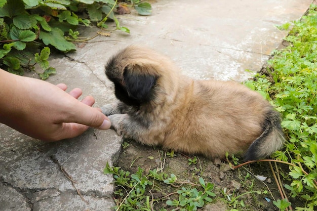 kleine pluizige Pekingese puppy spelen op een zonnige dag in de tuin