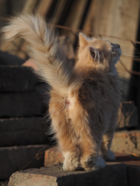 Kleine pluizige rode kitten op bakstenen