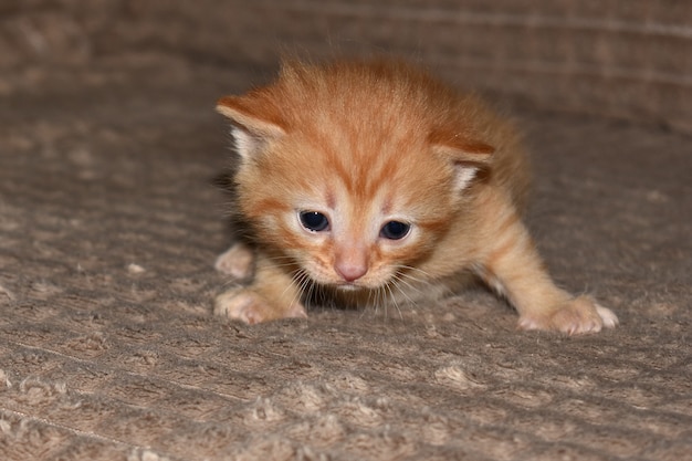 Kleine pluizige rode kitten speelt op de bank