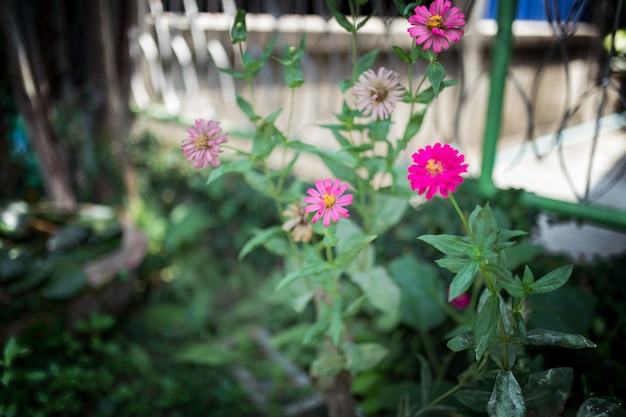 Foto kleine pnk bloemen in de groene tuin tijdens het zomerseizoen